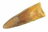 Fossil Spinosaurus Tooth - Real Dinosaur Tooth #346774-1